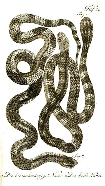 Illustration Serpent Vieille Image — Photo