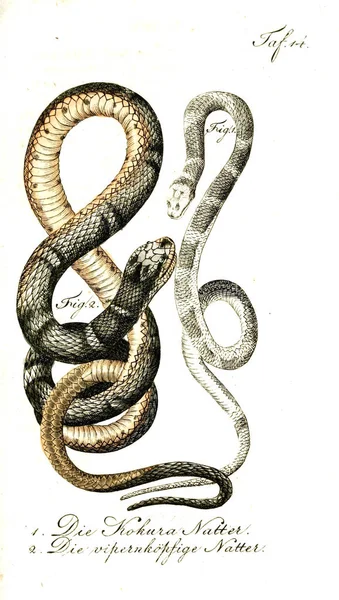 Illustrazione Serpente Vecchia Immagine — Foto Stock