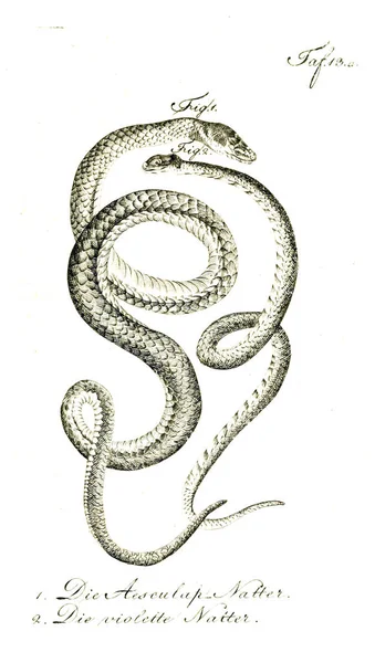 Illusztráció Egy Kígyó Régi Kép — Stock Fotó