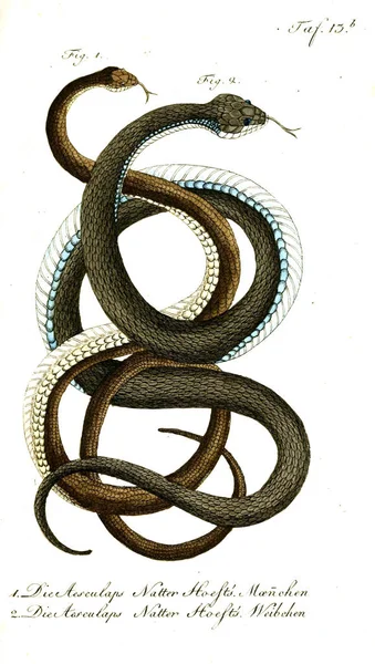 Illustrazione Serpente Vecchia Immagine — Foto Stock