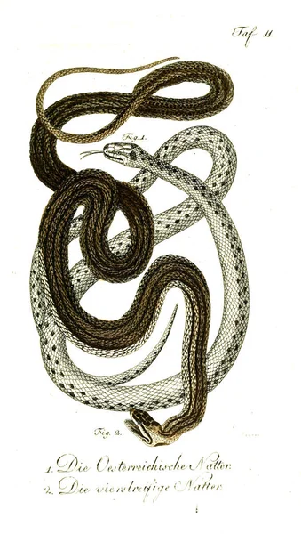 Illustrazione Serpente Vecchia Immagine — Foto Stock