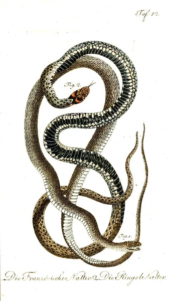 Illustrazione Serpente Vecchia Immagine — Foto Stock