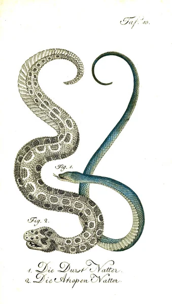 Illustration Serpent Vieille Image — Photo