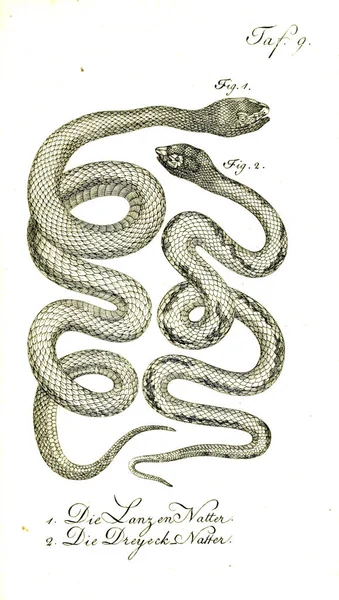 Ilustração Uma Cobra Imagem Antiga — Fotografia de Stock