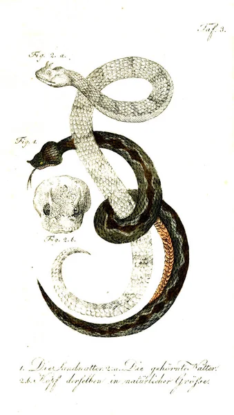 Ilustración Una Serpiente Imagen Antigua — Foto de Stock