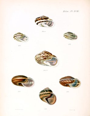 Deniz kabuklarını Illustration. Conchologia iconica veya kabukları molluscous hayvan çizimleri.