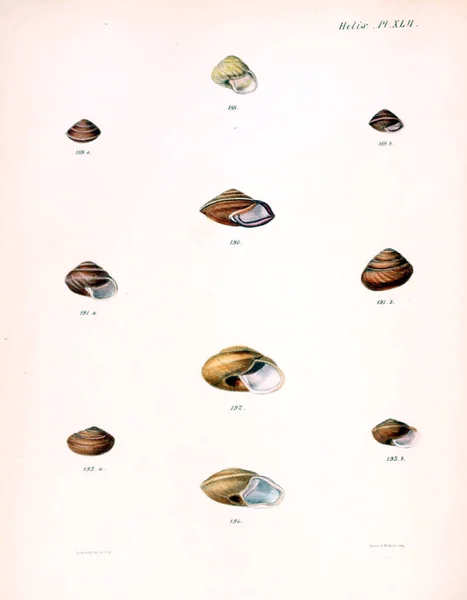 Illustrazione Delle Conchiglie Conchologia Iconica Illustrazioni Delle Conchiglie Molluschi — Foto Stock