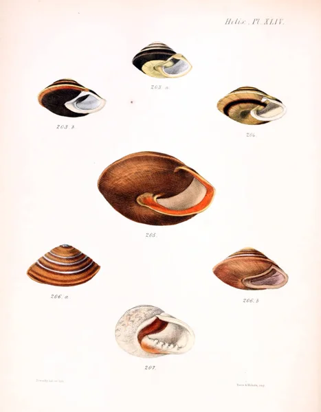 Illustration Snäckskal Conchologia Iconica Eller Illustrationer Skal Molluscous Djur — Stockfoto