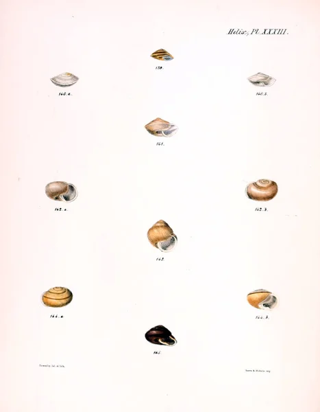 Illustration Coquillages Conchologia Iconica Illustrations Des Coquilles Animaux Mollusques — Photo