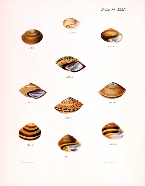 Illustratie Van Schelpen Conchologia Iconica Illustraties Van Schelpen Van Molluscous — Stockfoto