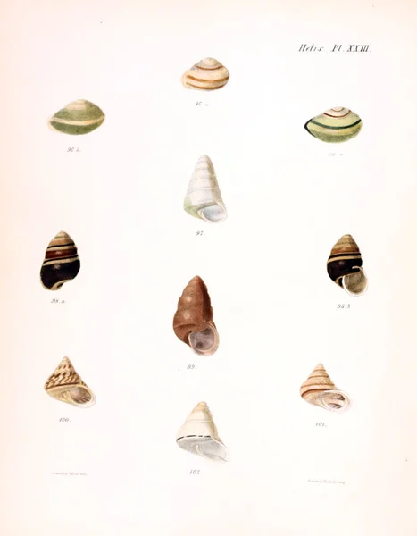 Tengeri Kagylókból Illusztrációja Conchologia Iconica Vagy Héját Molluscous Állat Illusztrációk — Stock Fotó