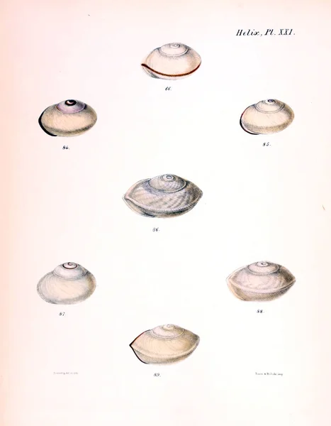 Иллюстрация Ракушек Conchologia Iconica Иллюстрации Раковин Моллюсков — стоковое фото