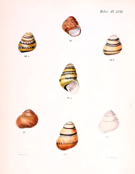 Deniz Kabuklarını Illustration Conchologia Iconica Veya Kabukları Molluscous Hayvan Çizimleri — Stok fotoğraf