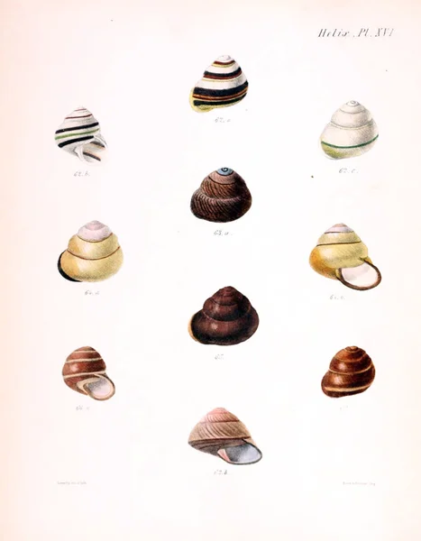 Illustratie Van Schelpen Conchologia Iconica Illustraties Van Schelpen Van Molluscous — Stockfoto