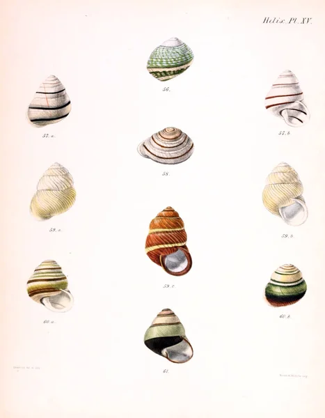 Illustratie Van Schelpen Conchologia Iconica Illustraties Van Schelpen Van Molluscous — Stockfoto