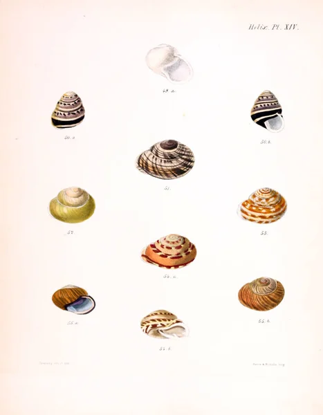 Ilustração Conchas Conchologia Iconica Ilustrações Das Conchas Animais Moluscos — Fotografia de Stock