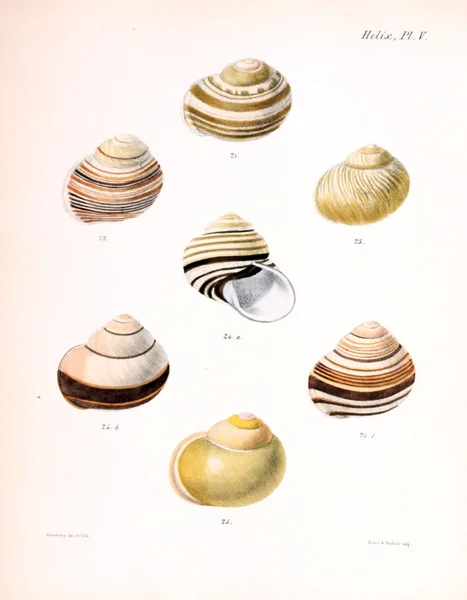 Illustratie Van Schelpen Conchologia Iconica Illustraties Van Schelpen Van Molluscous — Stockfoto