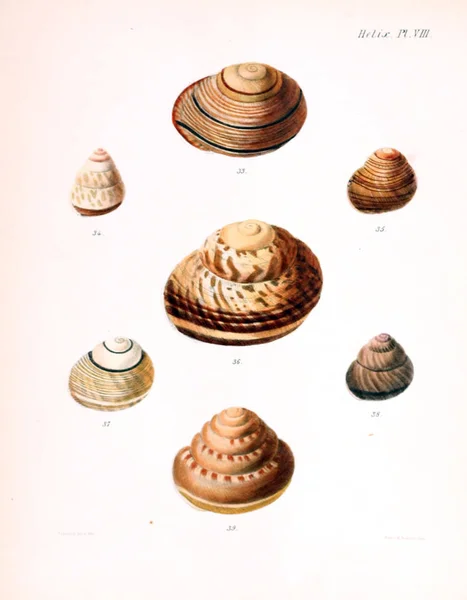 Illustratie Van Schelpen Conchologia Iconica Illustraties Van Schelpen Van Molluscous — Stockfoto