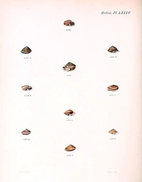 Illustration Snäckskal Conchologia Iconica Eller Illustrationer Skal Molluscous Djur — Stockfoto