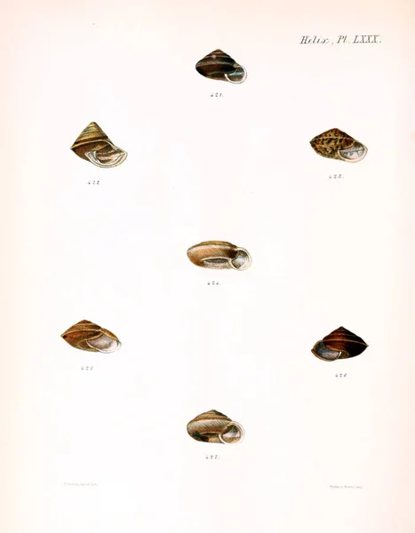 Иллюстрация Ракушек Conchologia Iconica Иллюстрации Раковин Моллюсков — стоковое фото