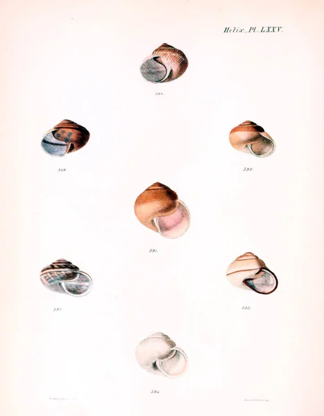 Illustratie Van Schelpen Conchologia Iconica Illustraties Van Schelpen Van Molluscous — Stockfoto