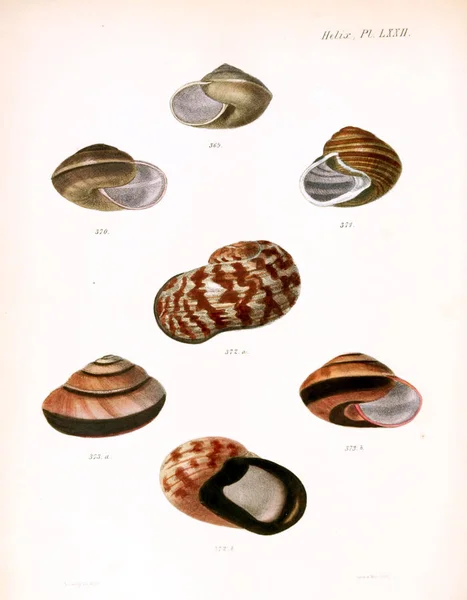Ilustracja Muszelek Conchologia Iconica Lub Ilustracje Muszli Molluscous Zwierząt — Zdjęcie stockowe