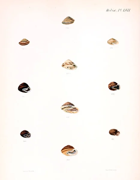 贝壳的例证 Conchologia Iconica Molluscous 动物的贝壳的插图 — 图库照片