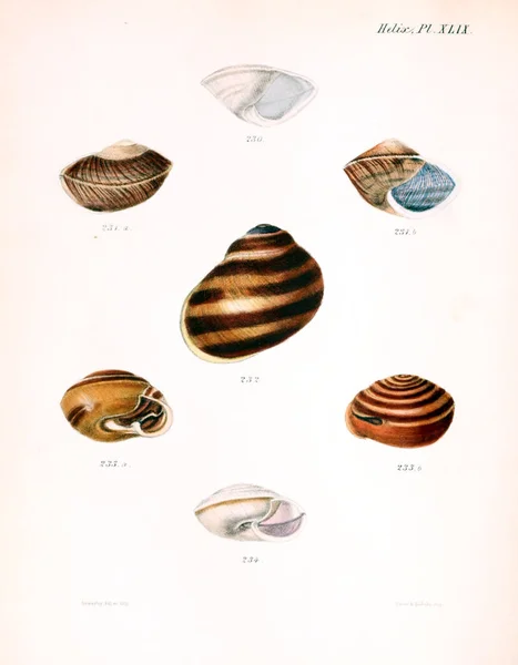 조개의 그림입니다 Conchologia Iconica Molluscous 동물의 포탄의 — 스톡 사진