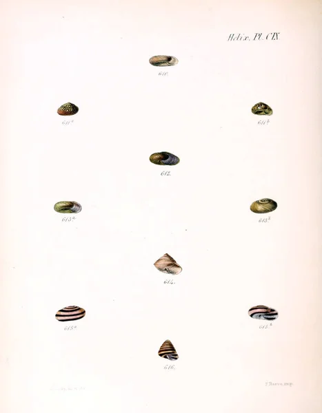 Illustratie Van Schelpen Conchologia Iconica Illustraties Van Schelpen Van Molluscous — Stockfoto