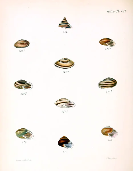 Illustratie Van Schelpen Conchologia Iconica Illustraties Van Schelpen Van Molluscous — Stockfoto