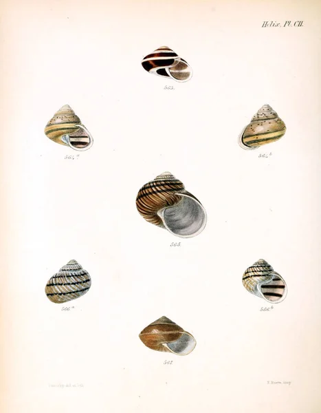 Muschelillustration Conchologia Iconica Oder Abbildungen Der Schalen Von Weichtieren — Stockfoto