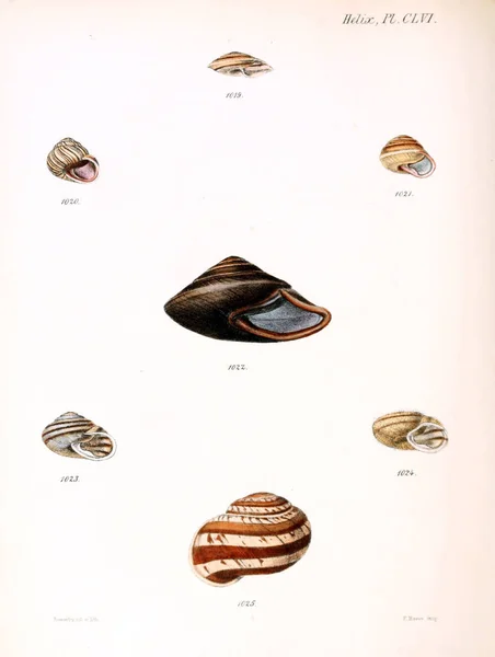 Illustration Snäckskal Conchologia Iconica Eller Illustrationer Skal Molluscous Djur — Stockfoto