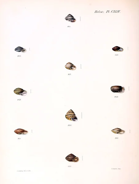 Illustratie Van Schelpen Conchologia Iconica Illustraties Van Schelpen Van Molluscous — Stockfoto