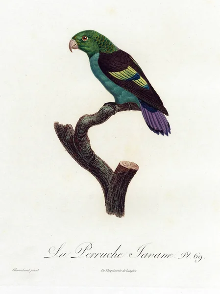 Illustration Eines Papageis Altes Bild — Stockfoto