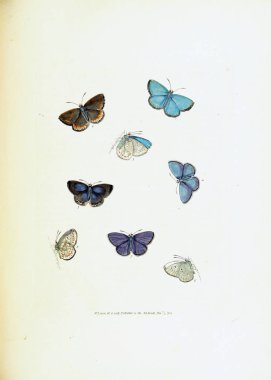 Beyaz arka planda kelebeklerin çizimi.