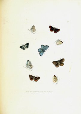 Beyaz arka planda kelebeklerin çizimi.