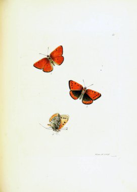 Beyaz arka planda kelebeklerin çizimi.