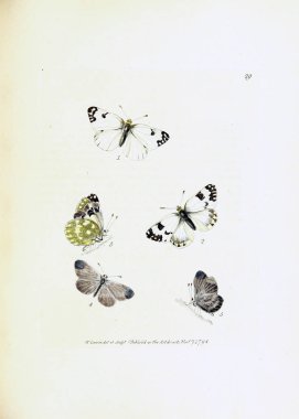 Beyaz arka planda kelebeklerin çizimi.