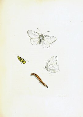 Beyaz arka planda kelebeklerin çizimi.