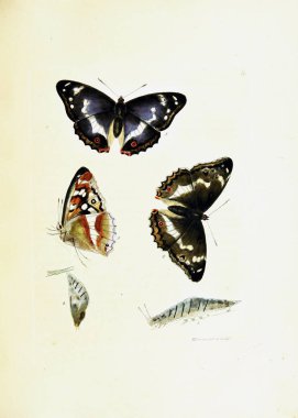 Beyaz arka planda kelebeklerin çizimi.