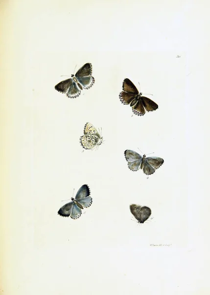 Ілюстрація Метеликів Білому Тлі — стокове фото