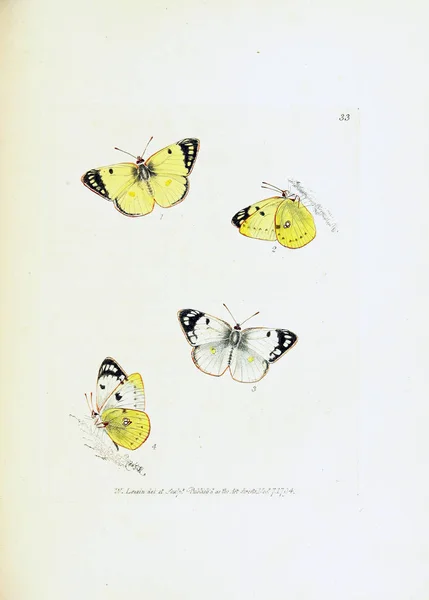 Illustration Fjärilar Vit Bakgrund — Stockfoto