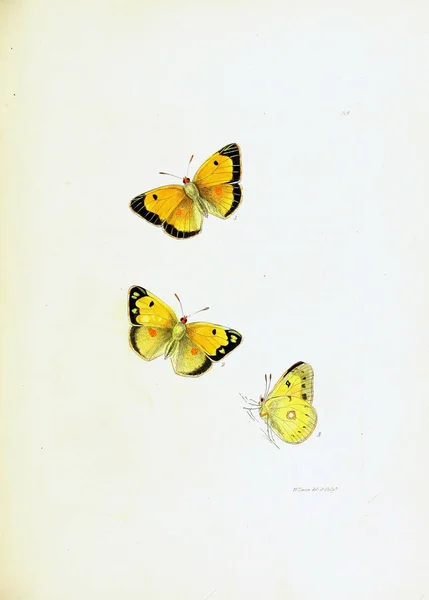 Illustration Butterflies White Background — Stock Photo, Image