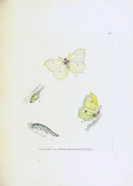 Pillangók Illusztrációja Fehér Alapon — Stock Fotó