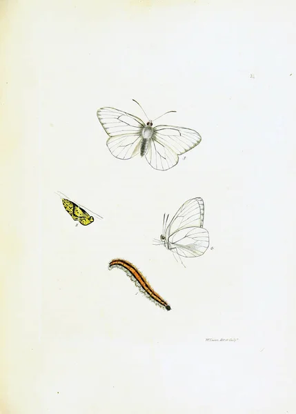 Kuva Perhosia Valkoisella Taustalla — kuvapankkivalokuva