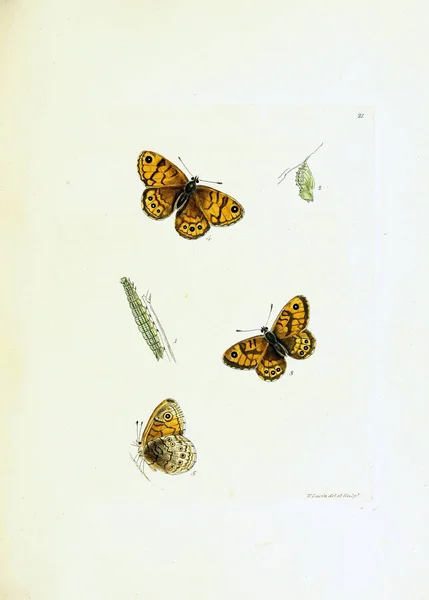 Ilustracja Motyli Białym Tle — Zdjęcie stockowe