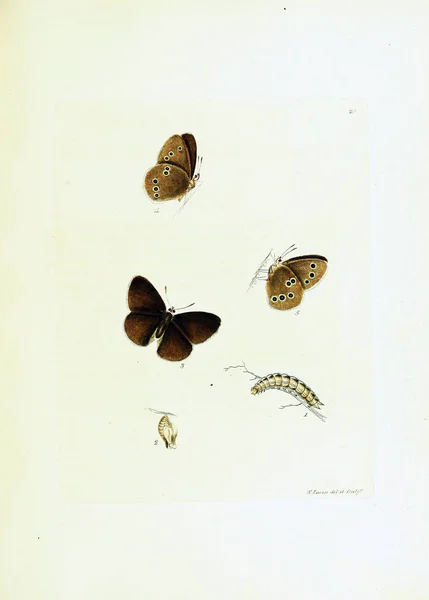 Illustratie Van Vlinders Witte Achtergrond — Stockfoto