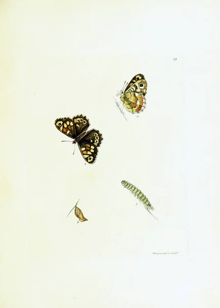 Illustration Papillons Sur Fond Blanc — Photo