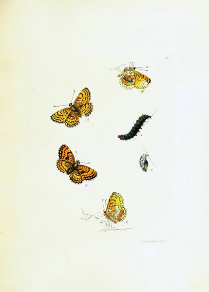 白い背景の蝶のイラスト — ストック写真
