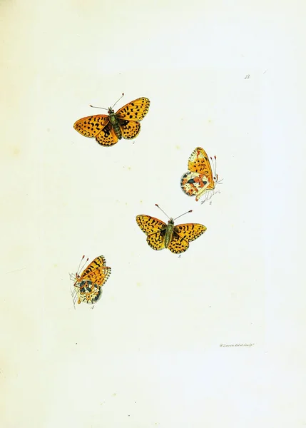 Illustration of butterflies on white background.
